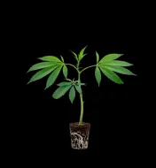 Mimosa x Orange Punch Steckling