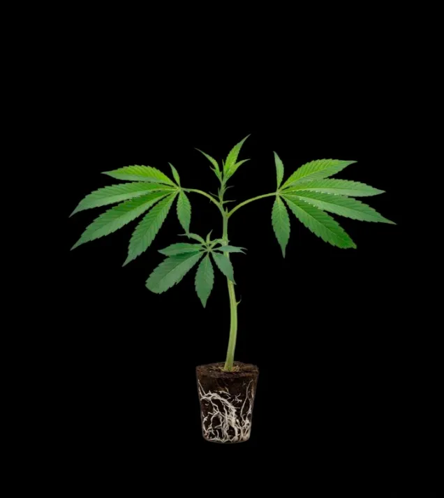 Mimosa x Orange Punch Steckling