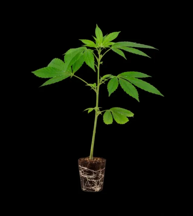 Lilac Cookies Steckling