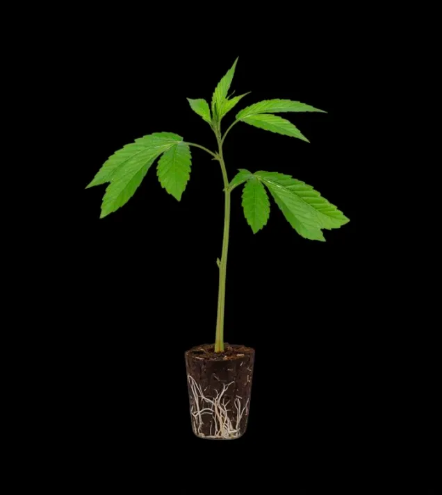 Kush Crasher Steckling