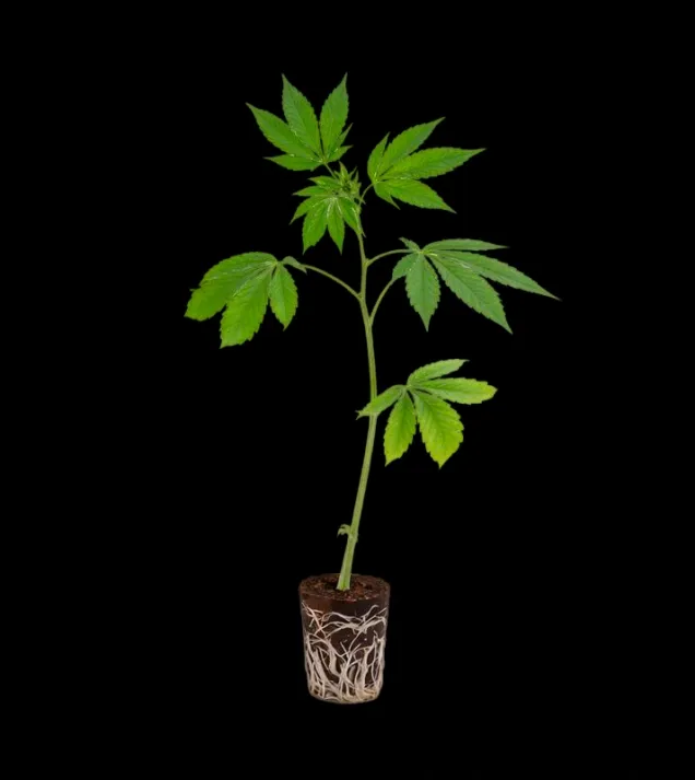 Imperium X Steckling