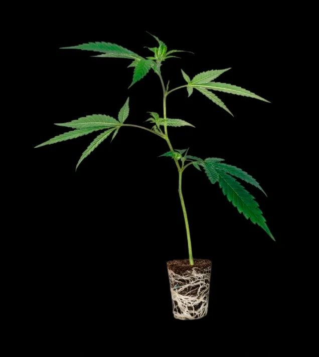 Ice Creme Runtz Steckling