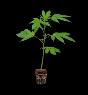 Grapes & Creme Steckling