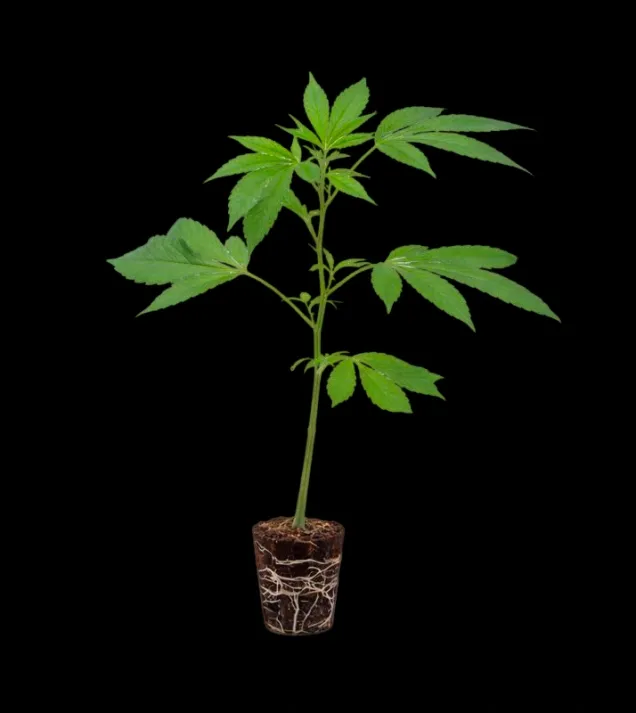 Grapes & Creme Steckling