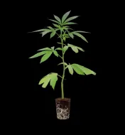 Gorilla Glue 4 Steckling