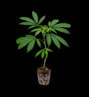 Cannalope Haze Steckling