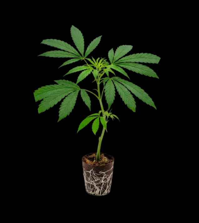 Cannalope Haze Steckling