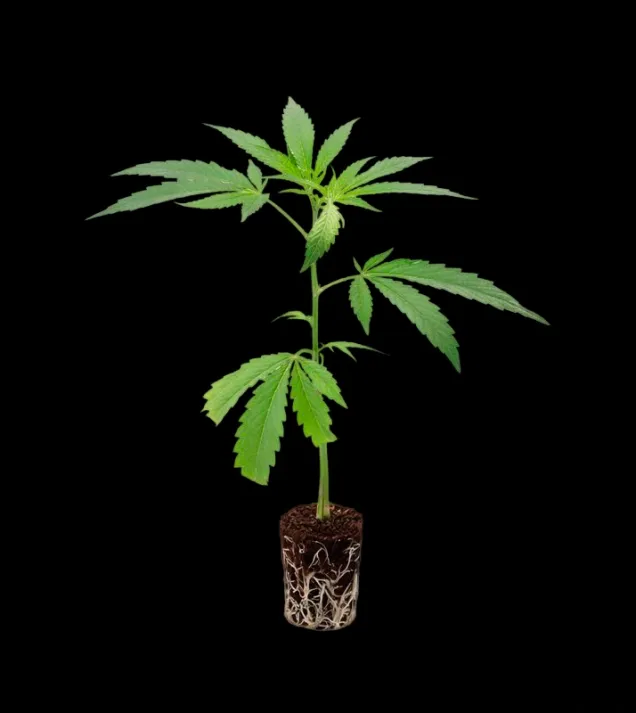 Candy Store Steckling