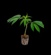 Black Cherry Punch Steckling