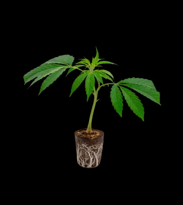 Black Cherry Punch Steckling