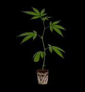 Apples & Bananas Steckling