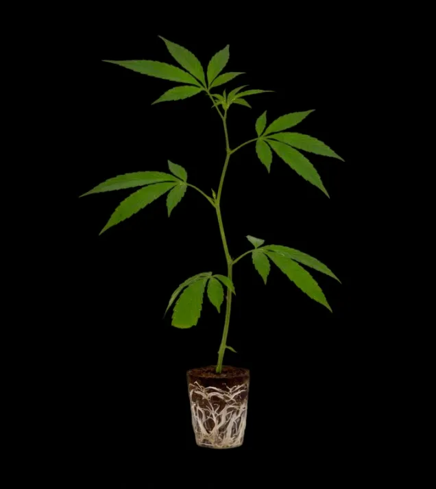 Apples & Bananas Steckling