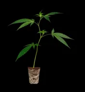 Amnesia Master Cut Steckling