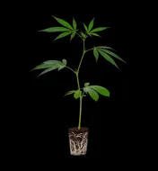 Amnesia Core Cut Steckling