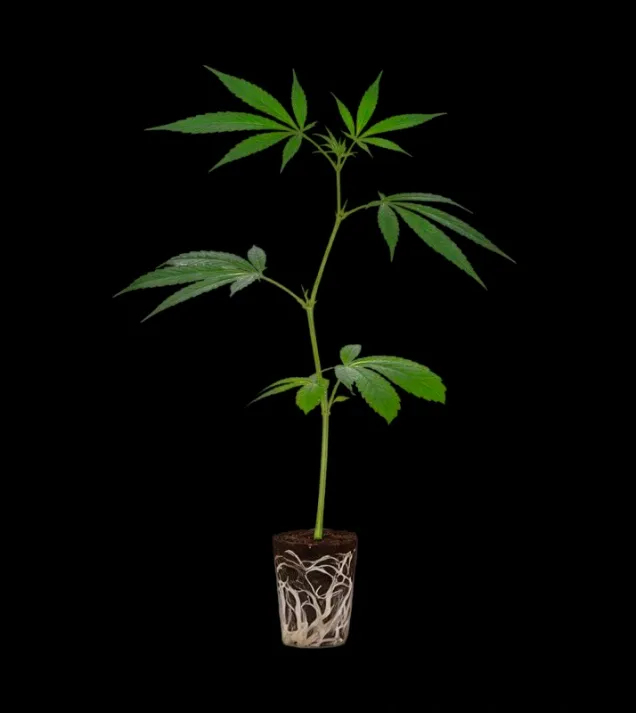 Amnesia Core Cut Steckling