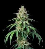 CBG Auto