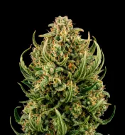 Ghost Train Haze Auto