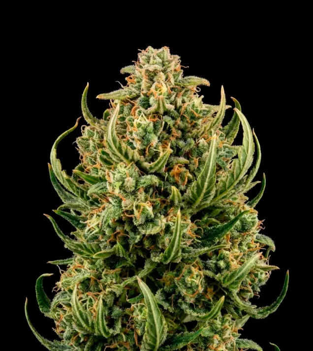 Ghost Train Haze Auto