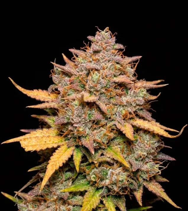 Pineapple Sunrise Auto