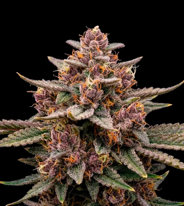 Pink Gelato