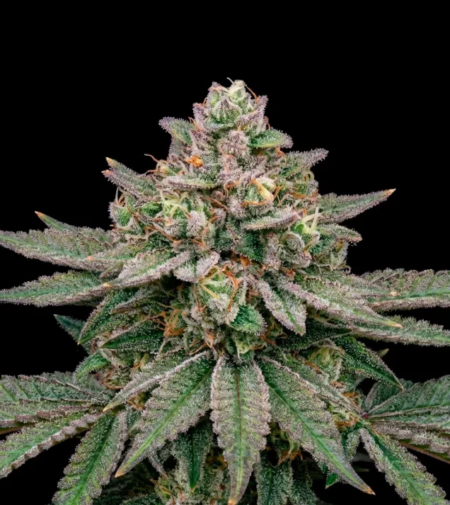 Strawberry Cola Auto