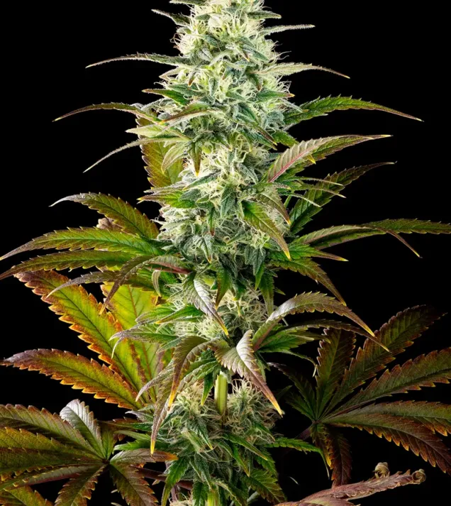 Clementine Slush Bioboost