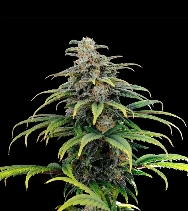 CBG Auto