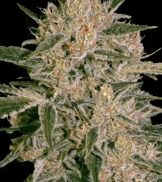 Nebula II CBD AUSVERKAUF