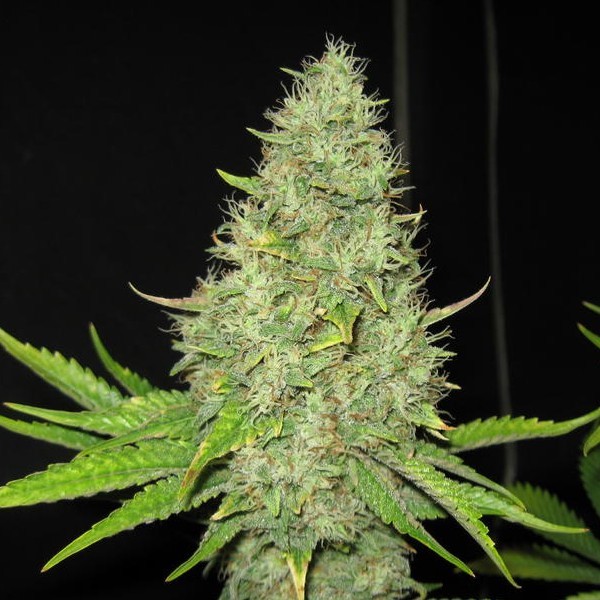 Auto Jack Herer