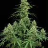 Amnesia Regular