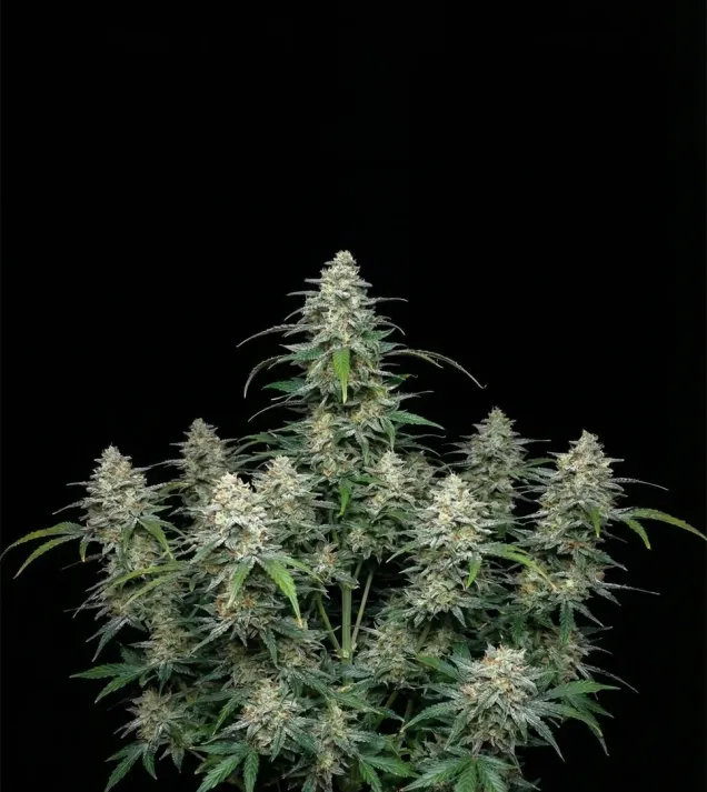 Biscotti Auto