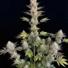 Gorilla Cookies