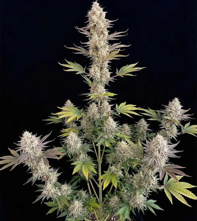 Gorilla Cookies