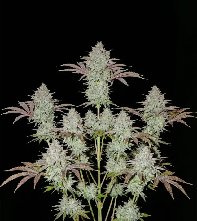 Lemon OG Kush