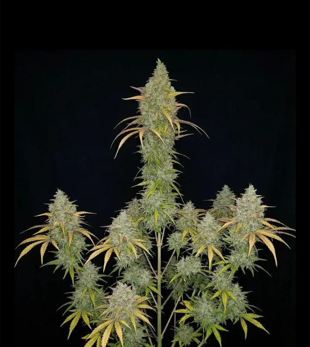 MAC Ganja