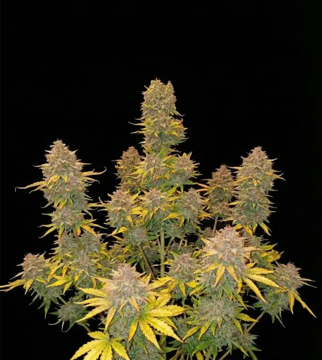 Purple Cookies XL Auto