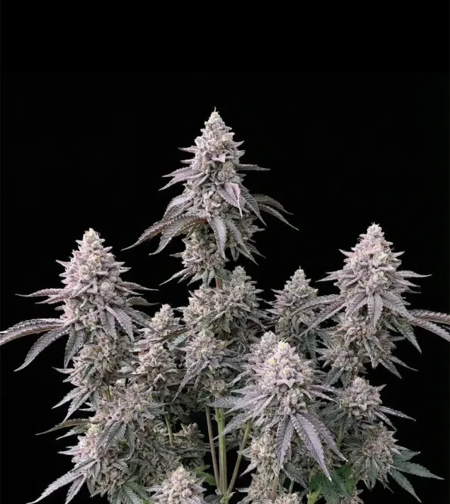 RS11 (Rainbow Sherbet)