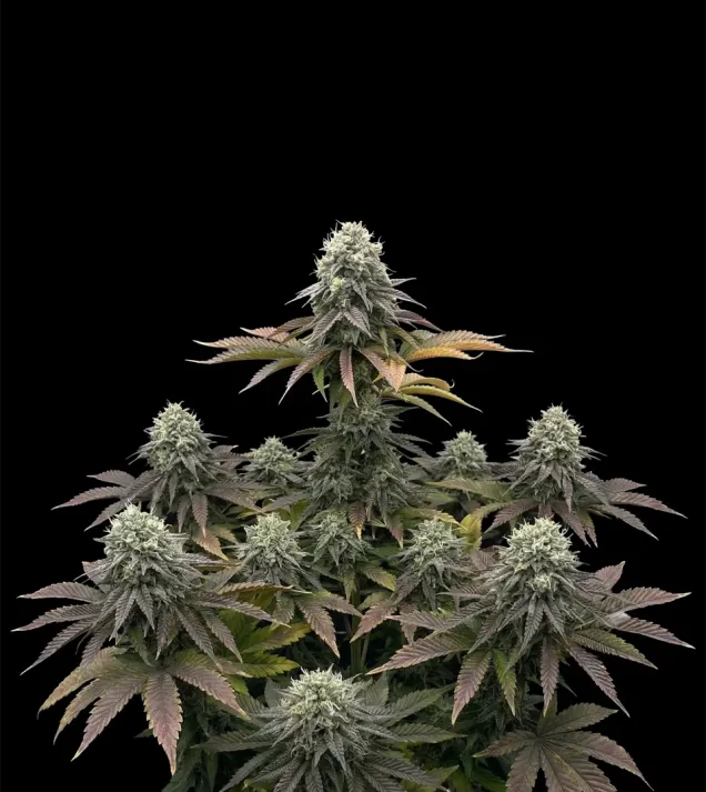Tahoe OG