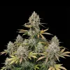 Tropicana Cookies Purple