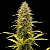 Acapulco Gold