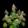 Afghan