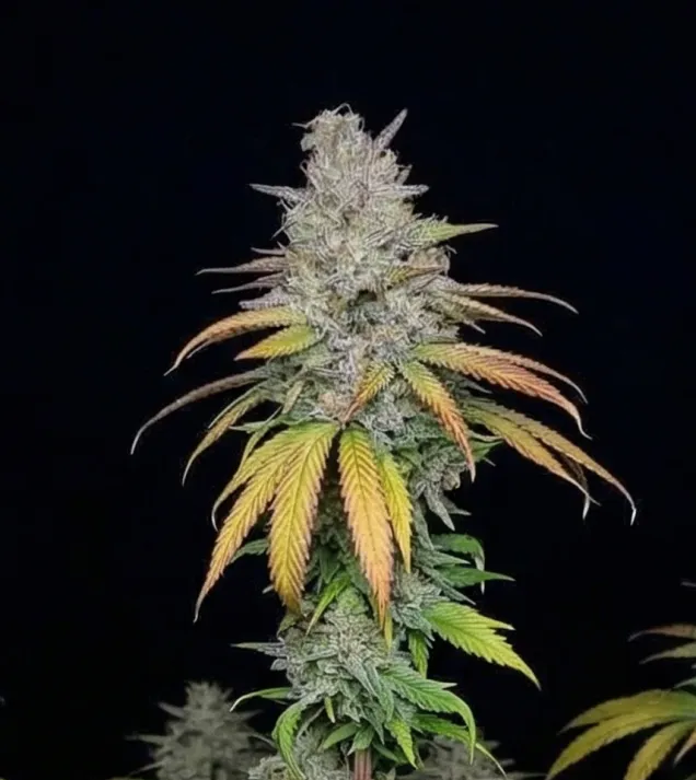 Afghan