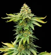 AK 47 Fast