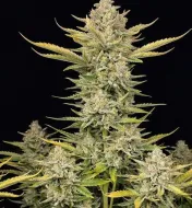 Alien OG Fast