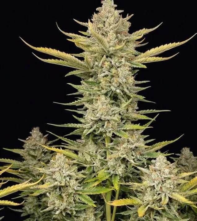Alien OG Fast