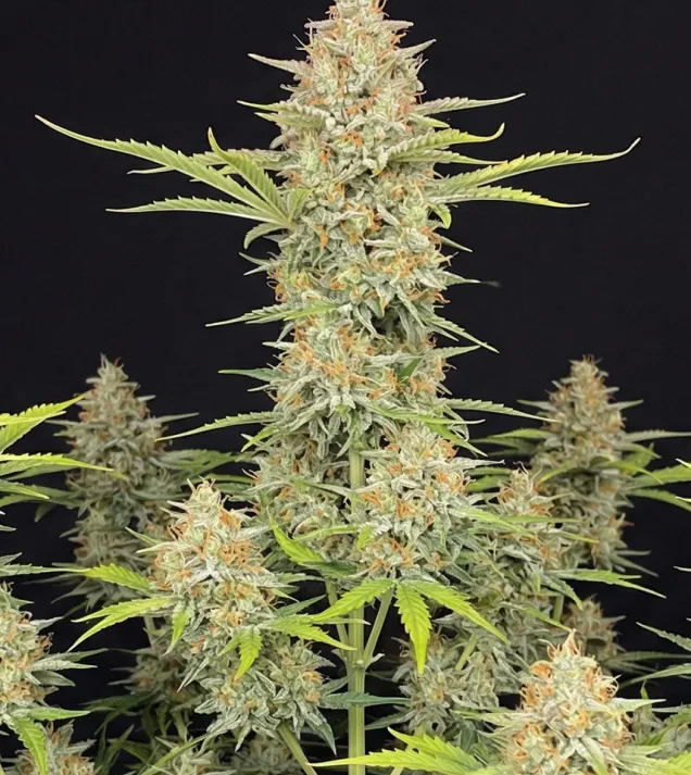 Amnesia Auto