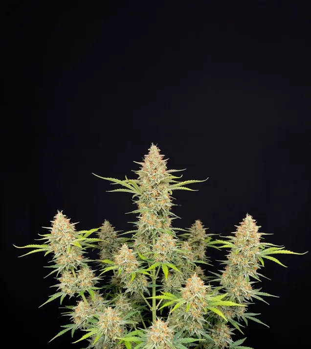 Amnesia Auto
