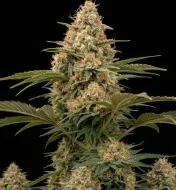 Apple Fritter Fast