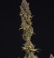Critical Mass