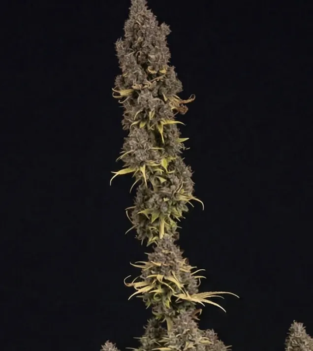Critical Mass
